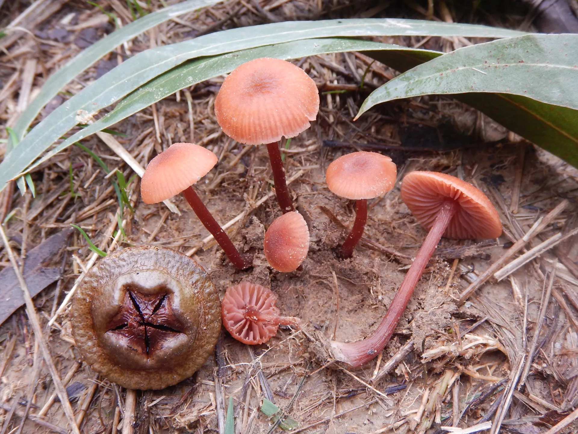 Laccaria lateritia, 22-11-24